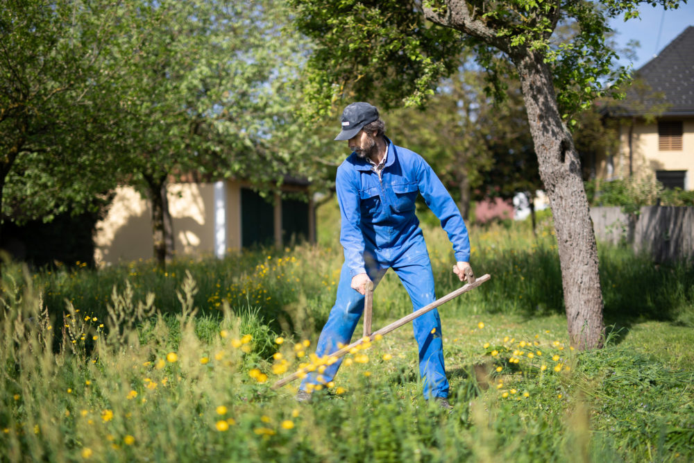 Gras für Michlkühe