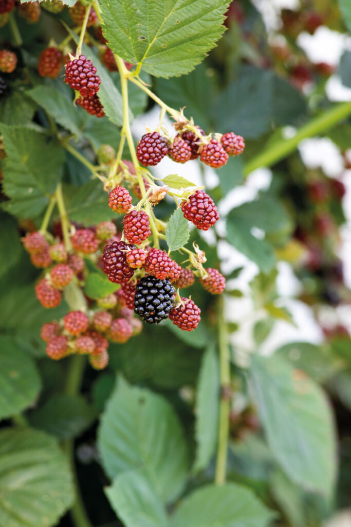 Beeren