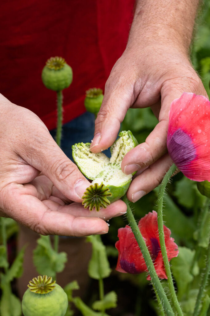 Detailaufnahme einer aufgebrochenen Mohnkapsel.