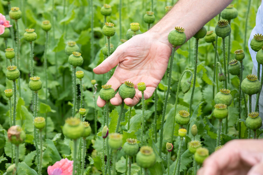 Eine Hand hält eine Knospe im Mohnfeld.