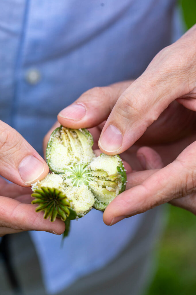 Ansicht einer frischen, aufgebrochenen Mohnkapsel.