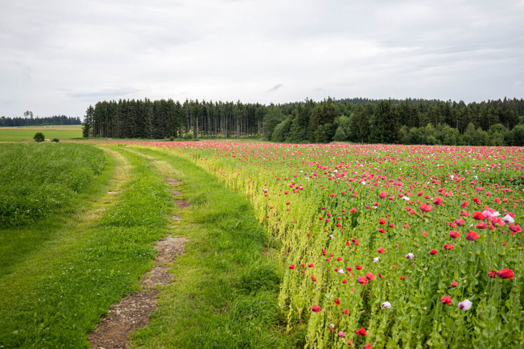 Anblick eines roten Mohnfeldes in der Landschaft.