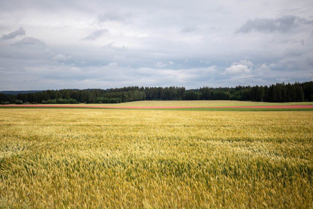 Anblick eines roten Mohnfeldes in der Landschaft.