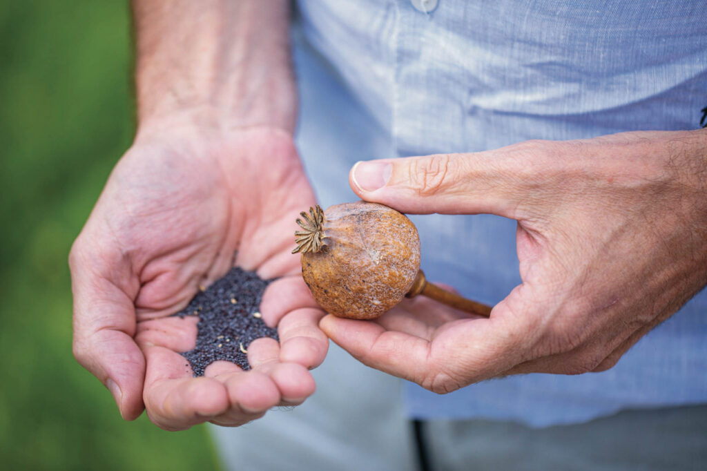 Mohn in den Händen von Gerhard Winkler