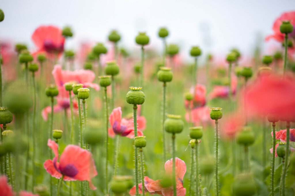 Frischer Mohn im Feld.