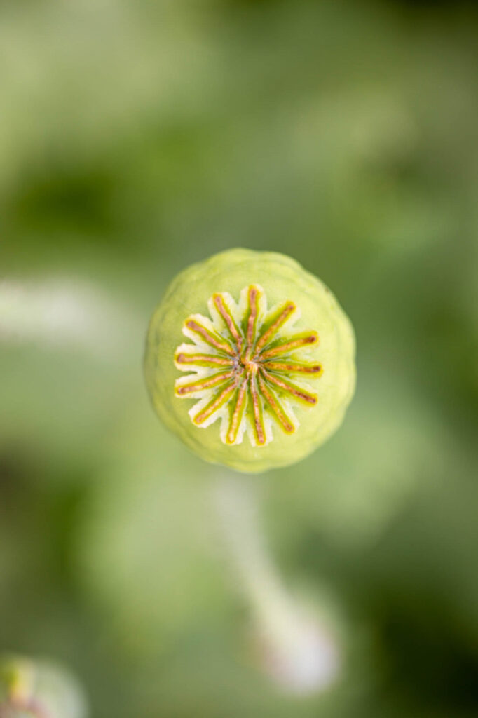 Detailaufnahme einer frischen Mohnkapsel.